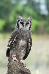 A Great Horned Owl (Varro) was brought here for flight training in Bangkok, Thailand. Photo taken on September 25, 2025.