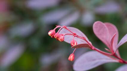 Close-Up of Purple and Green Plant Leaves