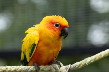 Colorful parrot perched on rope with bright yellow and orange feathers, black beak, and sharp claws, showing vibrant plumage and curious expression in natural light