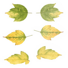 Autumn colorful leaves isolated on white background, fresh botanical foliage scanned and arranged, green and yellow herbarium collection for eco design and natural seasonal creative projects