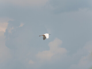 White bird soaring through a cloudy sky in a afternoon