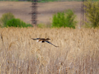 Duck flying over tall grass in a natural landscape during spring in the countryside