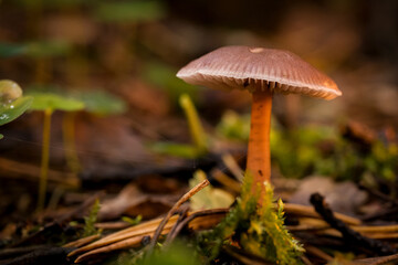 Fototapeta premium mushroom in the forest