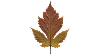 Isolated Sorbaria Sorbifolia autumn leaves with serrated margins in fall color closeup