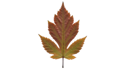 Isolated Sorbaria Sorbifolia autumn leaves with serrated margins in fall color closeup