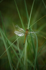 dragonfly on the grass