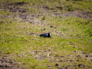 Coot resting on the ground in a grassy field during daytime in a natural setting