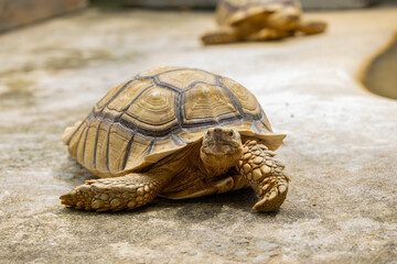 Tortoise with textured shell and scaly legs resting on stone surface, showing detailed patterns and natural earthy colors in calm environment