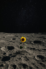 Single Sunflower Growing on Moonlit Crater Field
