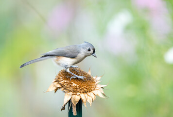 Tufted titmouse perched on a dried sunflower with colorful pastel bokeh on the background. 