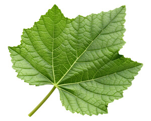 Fototapeta premium green leaf isolated on transparent cutout background