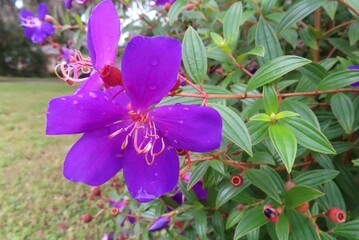 Beautiful purple Pleroma Semidecandrum flowers in Florida zoological garden