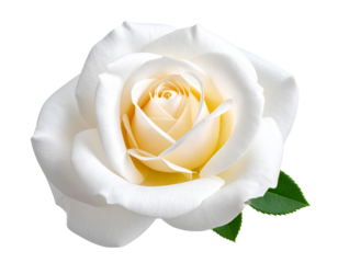 Firefly_Rose flower on white isolated full hd 4k and 8k photo download_