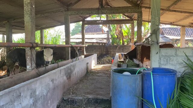 4k video footage of Adult Cows and cattles in the barn are grazing. Concept for World Animal Day
