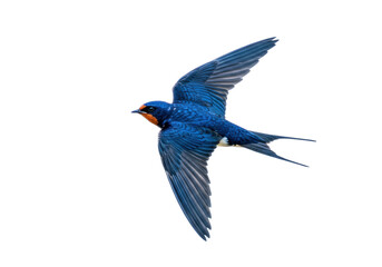 Isolated Barn Swallow gliding in flight, a migratory bird with vibrant plumage and forked tail