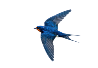 Isolated Barn Swallow gliding in flight, a migratory bird with vibrant plumage and forked tail