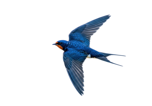 Isolated Barn Swallow gliding in flight, a migratory bird with vibrant plumage and forked tail