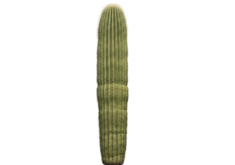 Isolated saguaro cactus, iconic symbol of the American Southwest landscape, desert plant