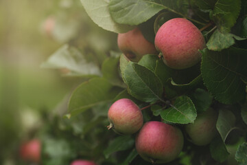 apple trees in garden