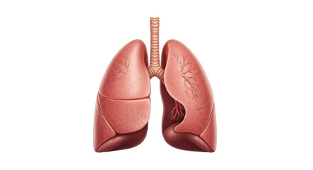 Isolated human lungs, respiratory system, healthy organ detailed anatomy illustration