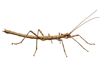 Isolated tropical insect, stick insect Phasmatodea, animal with long thin body and legs