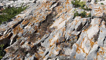 Cracked rocky surface with natural patterns and dry vegetation on coastal terrain, ideal for use as background texture or geological nature reference