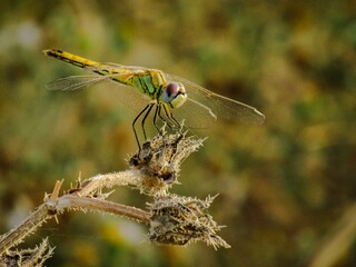 dragonfly on a branch