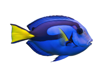 Isolated Blue Tang, tropical reef fish of Indo-Pacific Ocean, yellow tail surgeonfish swims