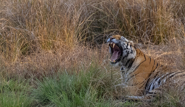Female tiger (Panthera tigris) at jungle with natural green background of Bandhavgarh forest.