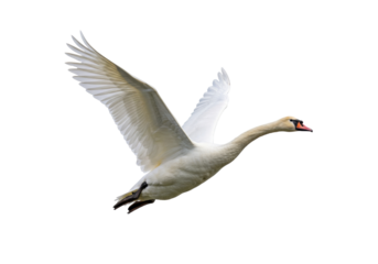 Isolated graceful mute swan in mid-flight, wings spread, flying diagonally upward