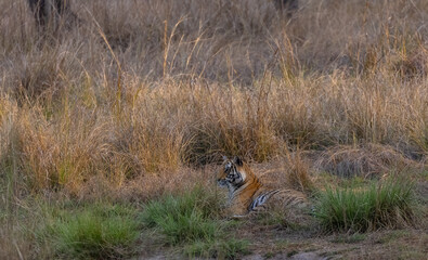 Female tiger (Panthera tigris) at jungle with natural green background of Bandhavgarh forest.