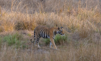 Female tiger (Panthera tigris) at jungle with natural green background of Bandhavgarh forest.