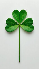 Single green shamrock leaf with stem on white background