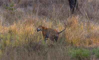 Female tiger (Panthera tigris) at jungle with natural green background of Bandhavgarh forest.