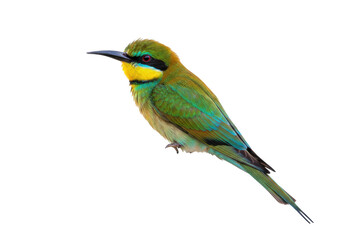 Isolated Colorful rainbow bee-eater bird perched, beautiful plumage, wildlife photography