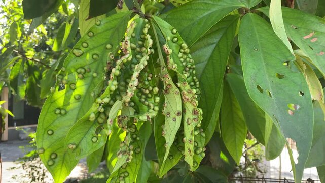 4k video footage of Infected water apple leaves exhibit multiple galls and blister formations on their surface, indicating possible infestation by mites, bacteria or fungal pathogens.
