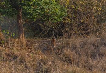 Female tiger (Panthera tigris) at jungle with natural green background of Bandhavgarh forest.