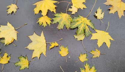 Collection of vibrant yellow maple leaves scattered on wet, dark pavement, capturing essence of fall. Contrast between bright leaves and dark surface creates striking visual effect for autumn designs