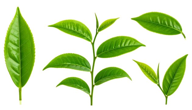 Close-up of Fresh Green Tea Leaves Isolated on White Background