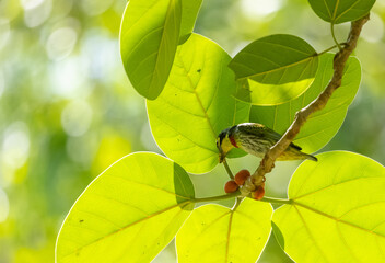 Coppersmith barbet (Megalaima haemacephala) bird perched on tree in forest.