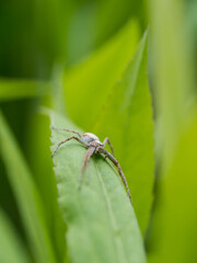 Spider Crawling on Green Leaf in Nature