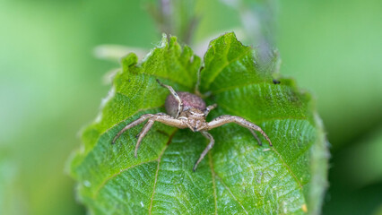 Close-up of a Spider Crawling on a Green Leaf