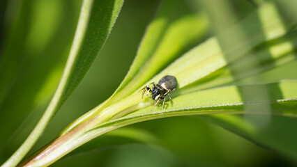 Jumping Spider Sitting on a Green Plant Leaf