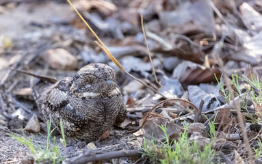 Indian nightjar (Caprimulgus asiaticus) bird perching on tree branch.