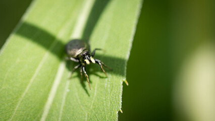 Fototapeta premium Jumping Spider Sitting on a Green Plant Leaf