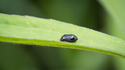 Close-up of a small insect perched on a green leaf