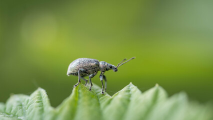 Macro Shot of a Weevil Beetle on a Leaf