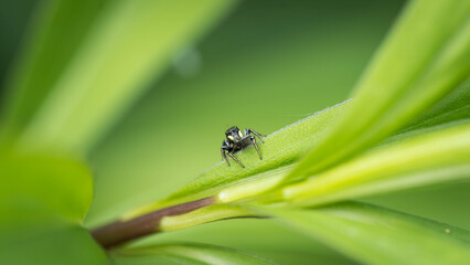 Jumping Spider Sitting on a Green Plant Leaf