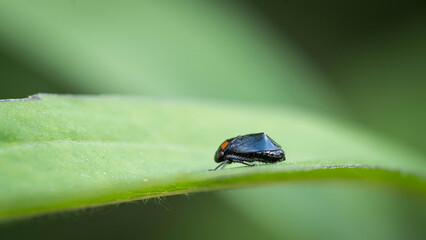 Close-up of a small insect perched on a green leaf