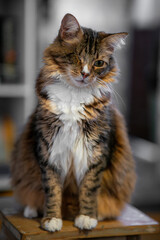 Close-up of a large one-eyed cat with striking features, showcasing resilience and unique charm, perfect for pet or animal-themed stock images.